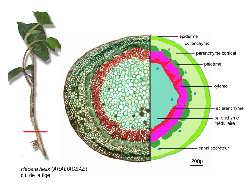 Hedera helix, histologie #16164