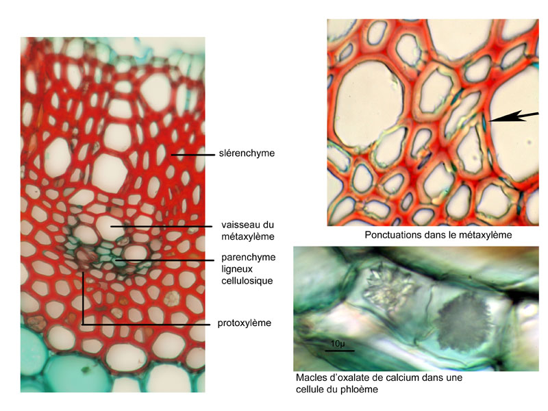 Hedera helix, histologie #16167