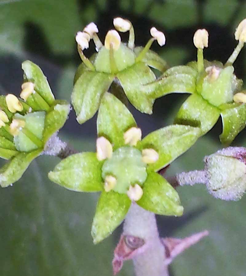 Hedera helix Linné, 1753 #47025