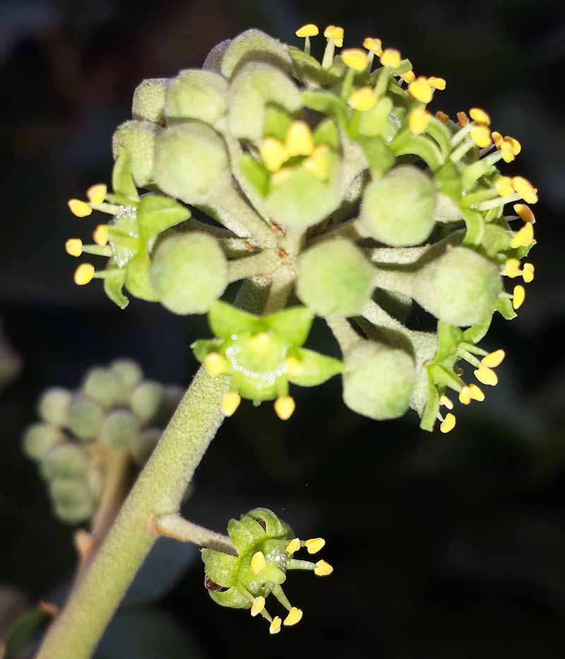 Hedera helix Linné, 1753 #47026