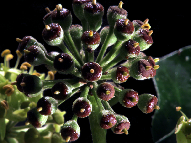 Hedera helix - Lierre #80436