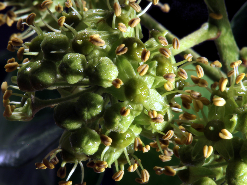 Hedera helix - Lierre #80435