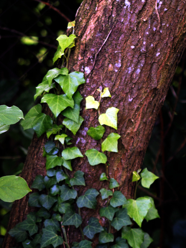 Hedera helix - Lierre #80427