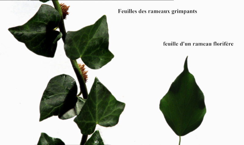 Hedera helix - Lierre #80431