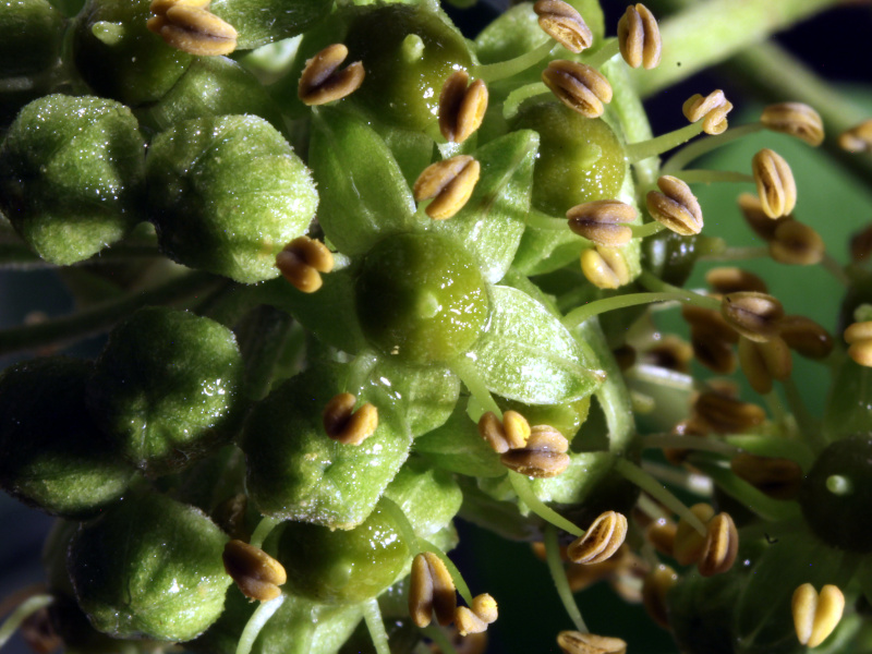 Hedera helix - Lierre #80434