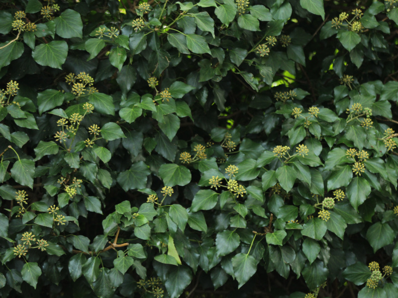 Hedera helix - Lierre #80428