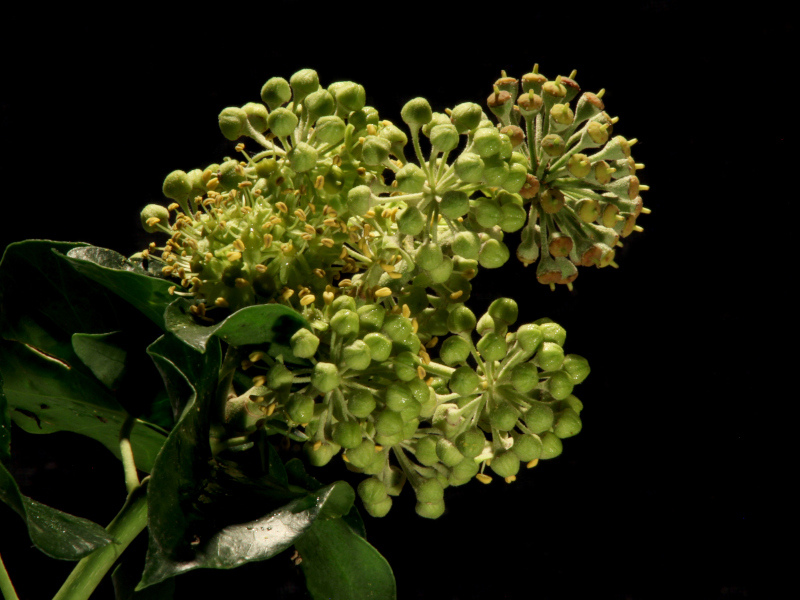 Hedera helix - Lierre #80423