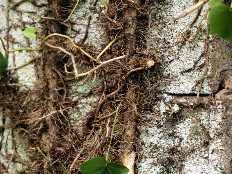 Hedera helix - Lierre #80429