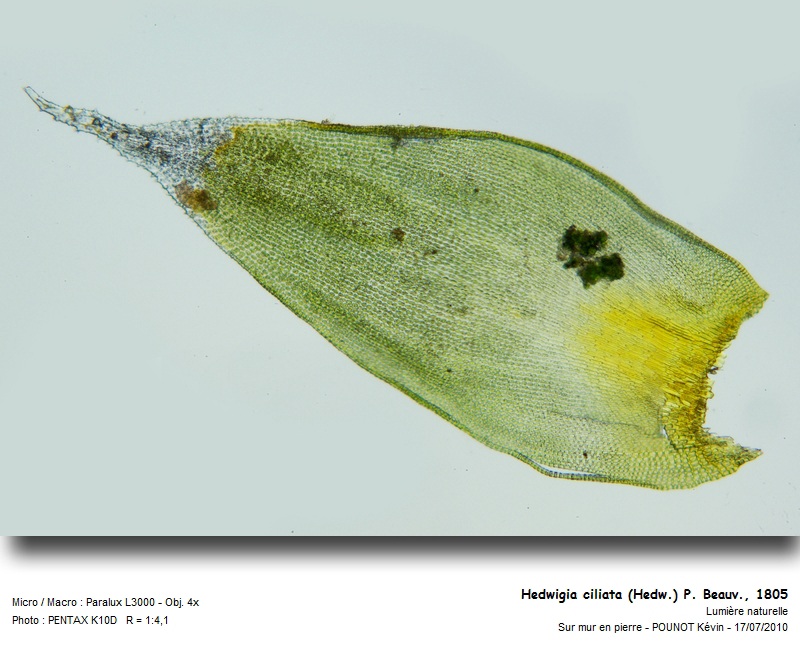 Hedwigia ciliata (Hedw.) P. Beauv., 1805 #17141