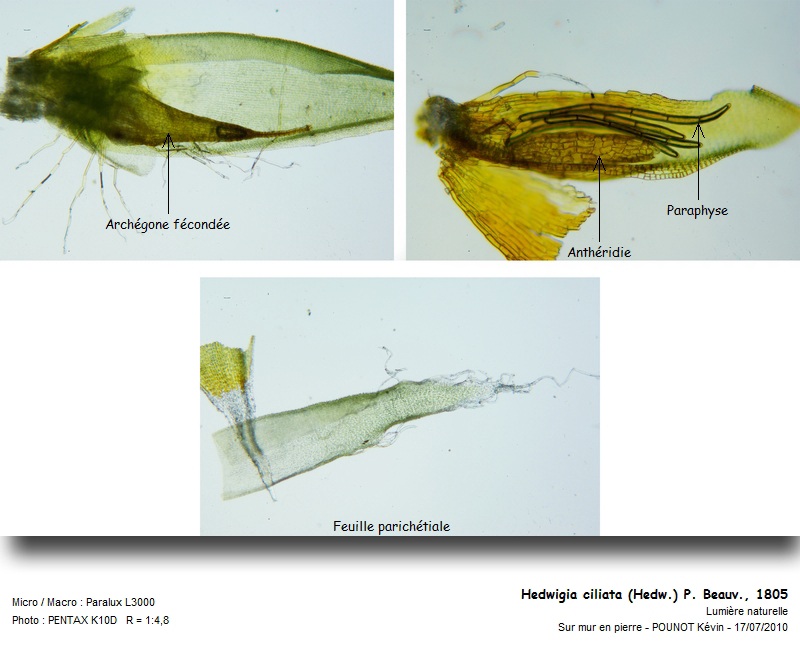 Hedwigia ciliata (Hedw.) P. Beauv., 1805 #17145