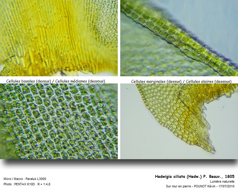 Hedwigia ciliata (Hedw.) P. Beauv., 1805 #17142