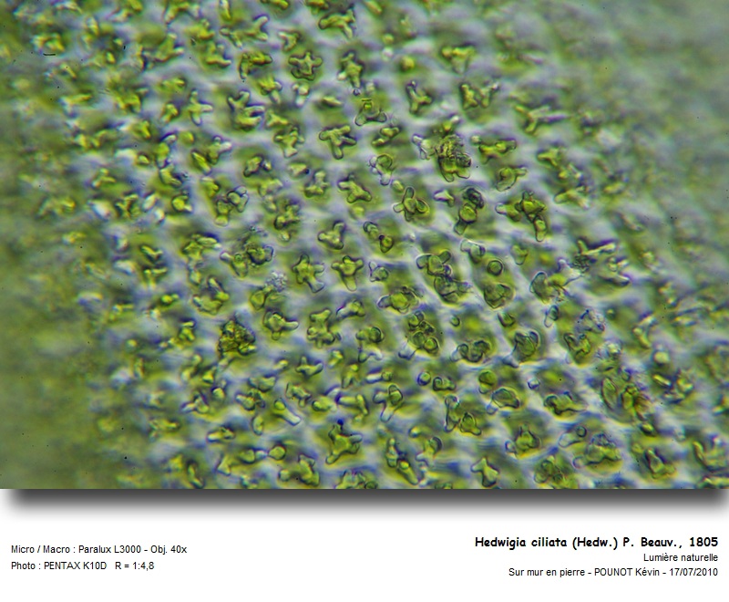 Hedwigia ciliata (Hedw.) P. Beauv., 1805 #17143