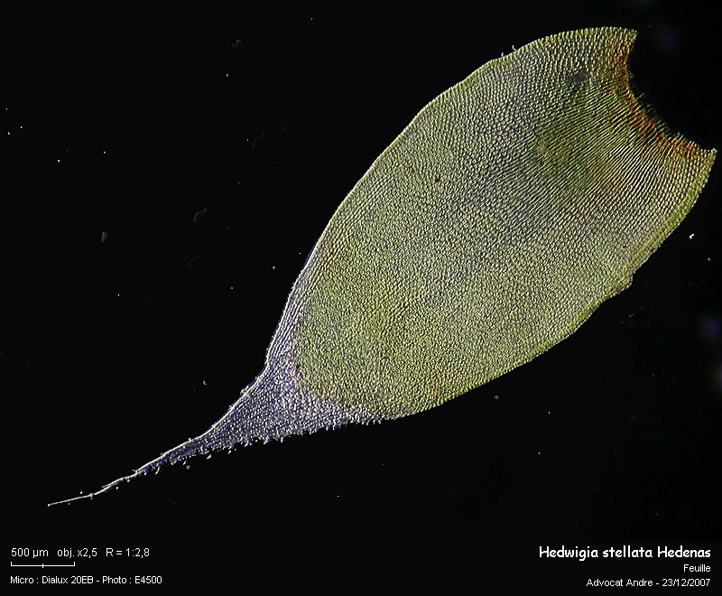 Hedwigia stellata Hedenas #8085