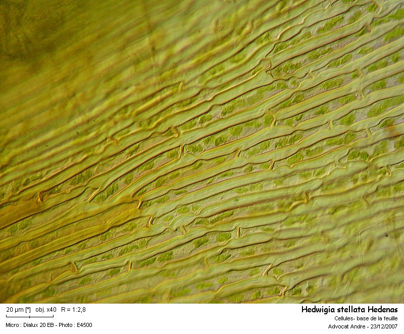 Hedwigia stellata Hedenas #1525