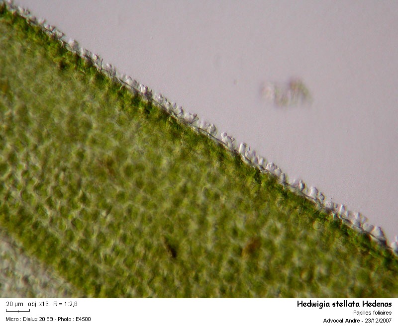 Hedwigia stellata Hedenas #1526