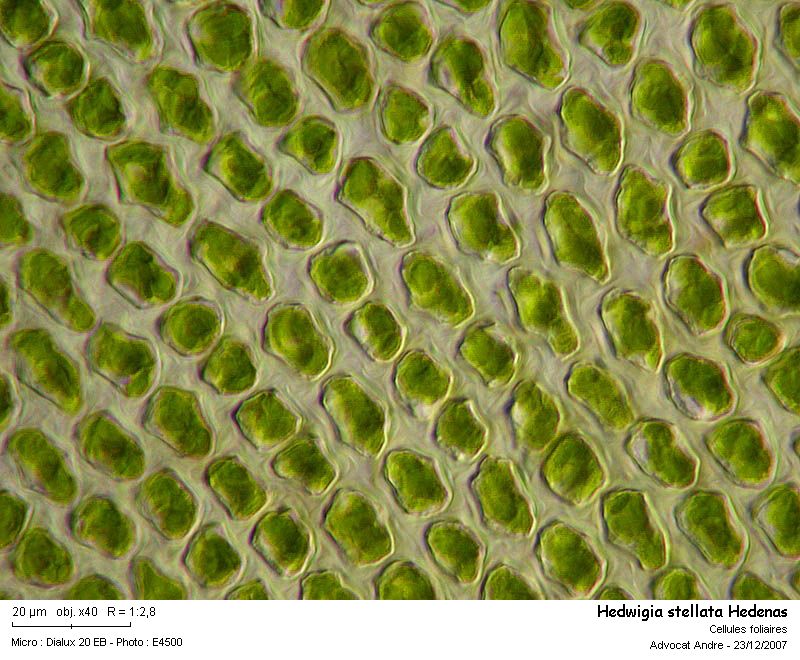 Hedwigia stellata Hedenas #8087