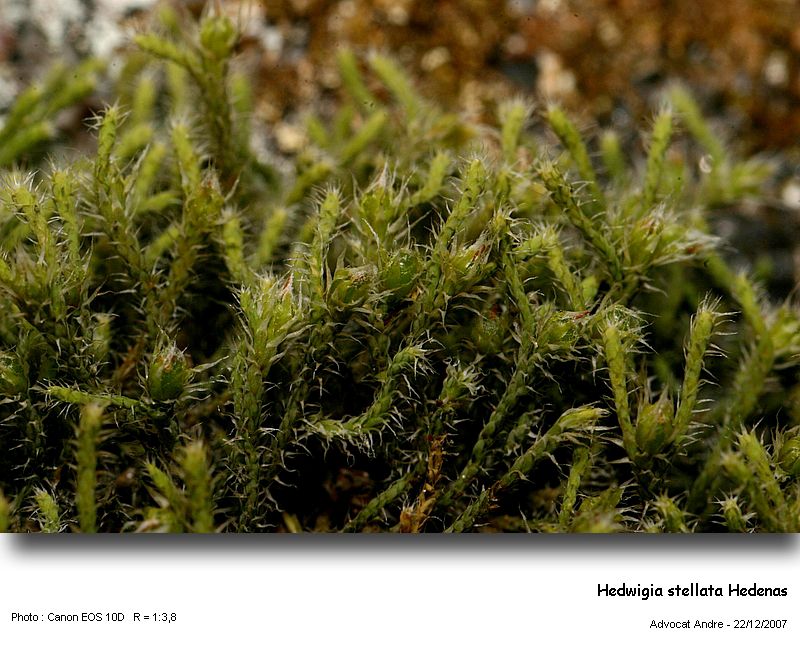 Hedwigia stellata Hedenas #8083
