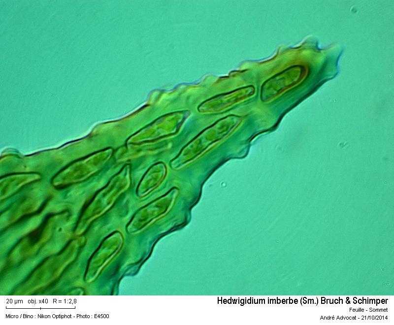 Hedwigidium imberbe (Sm.) Bruch & Schimper #39472