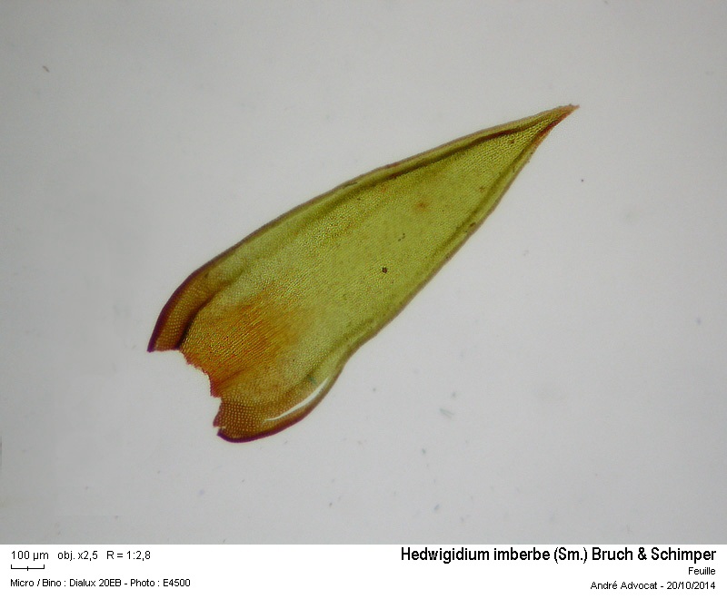 Hedwigidium imberbe (Sm.) Bruch & Schimper #39468
