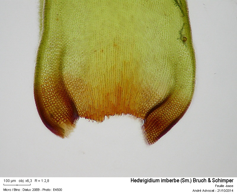 Hedwigidium imberbe (Sm.) Bruch & Schimper #39469