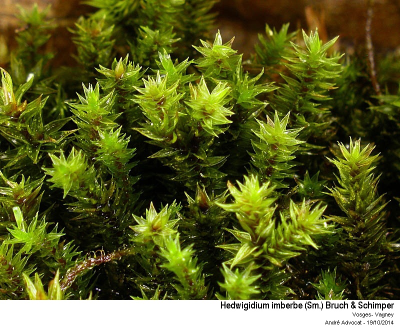 Hedwigidium imberbe (Sm.) Bruch & Schimper #39467