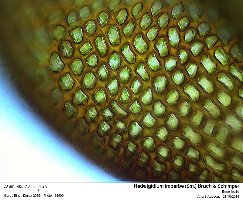 Hedwigidium imberbe (Sm.) Bruch & Schimper #39470