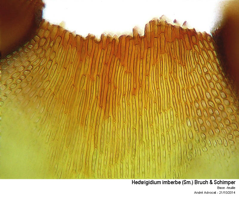 Hedwigidium imberbe (Sm.) Bruch & Schimper #39471