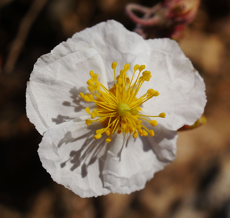 Helianthemum apenninum #58560