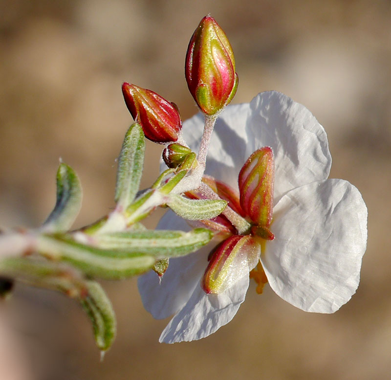 Helianthemum apenninum #58561
