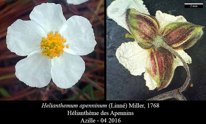 Helianthemum apenninum #44722