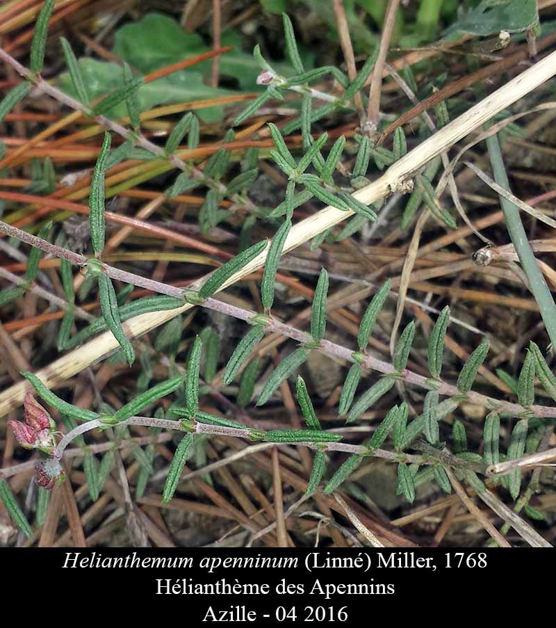 Helianthemum apenninum #44721