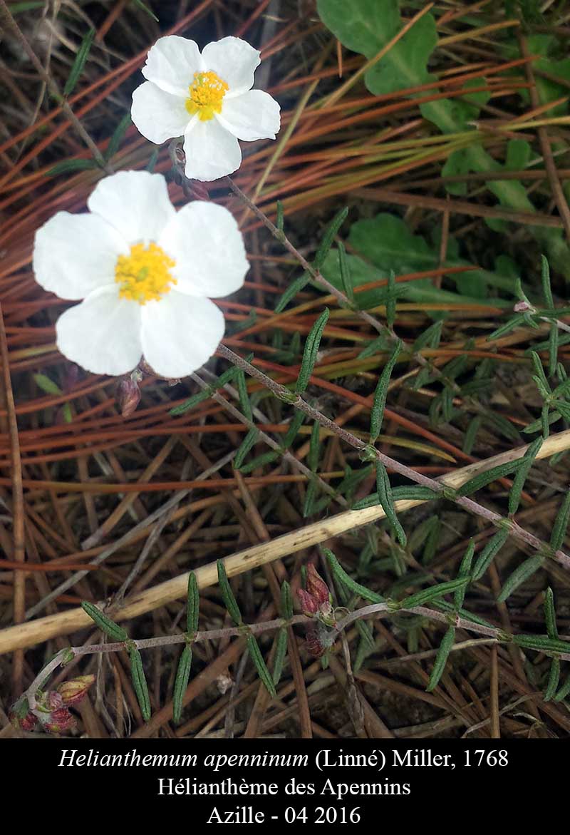 Helianthemum apenninum #44720