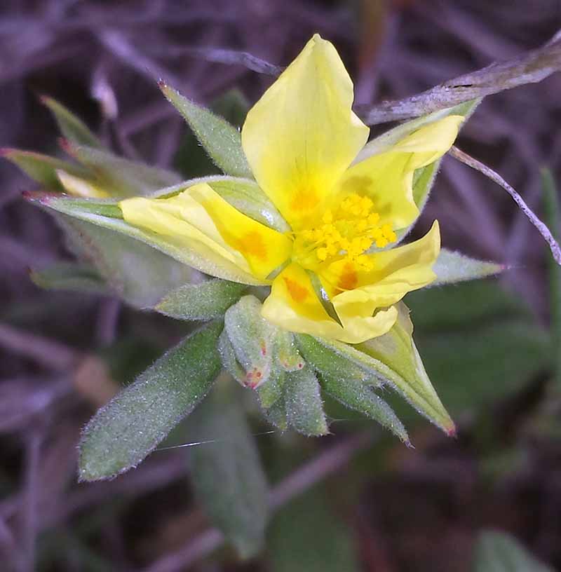 Helianthemum ledifolium (L.) Mill., 1768 #46098