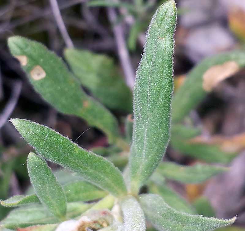 Helianthemum ledifolium (L.) Mill., 1768 #46096