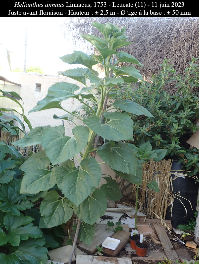 Helianthus annuus #75085