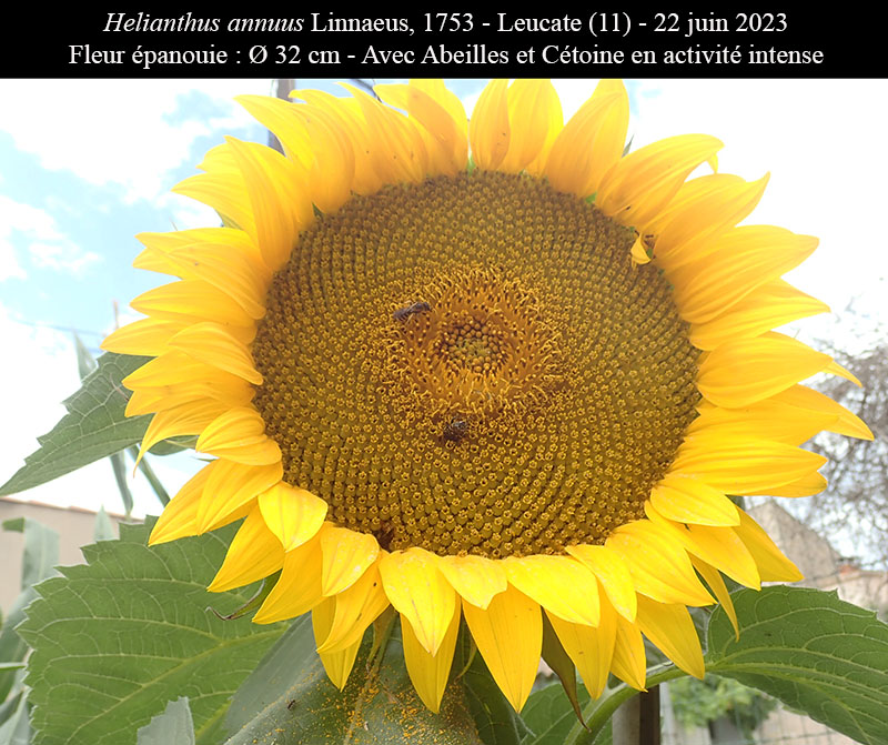 Helianthus annuus #75092