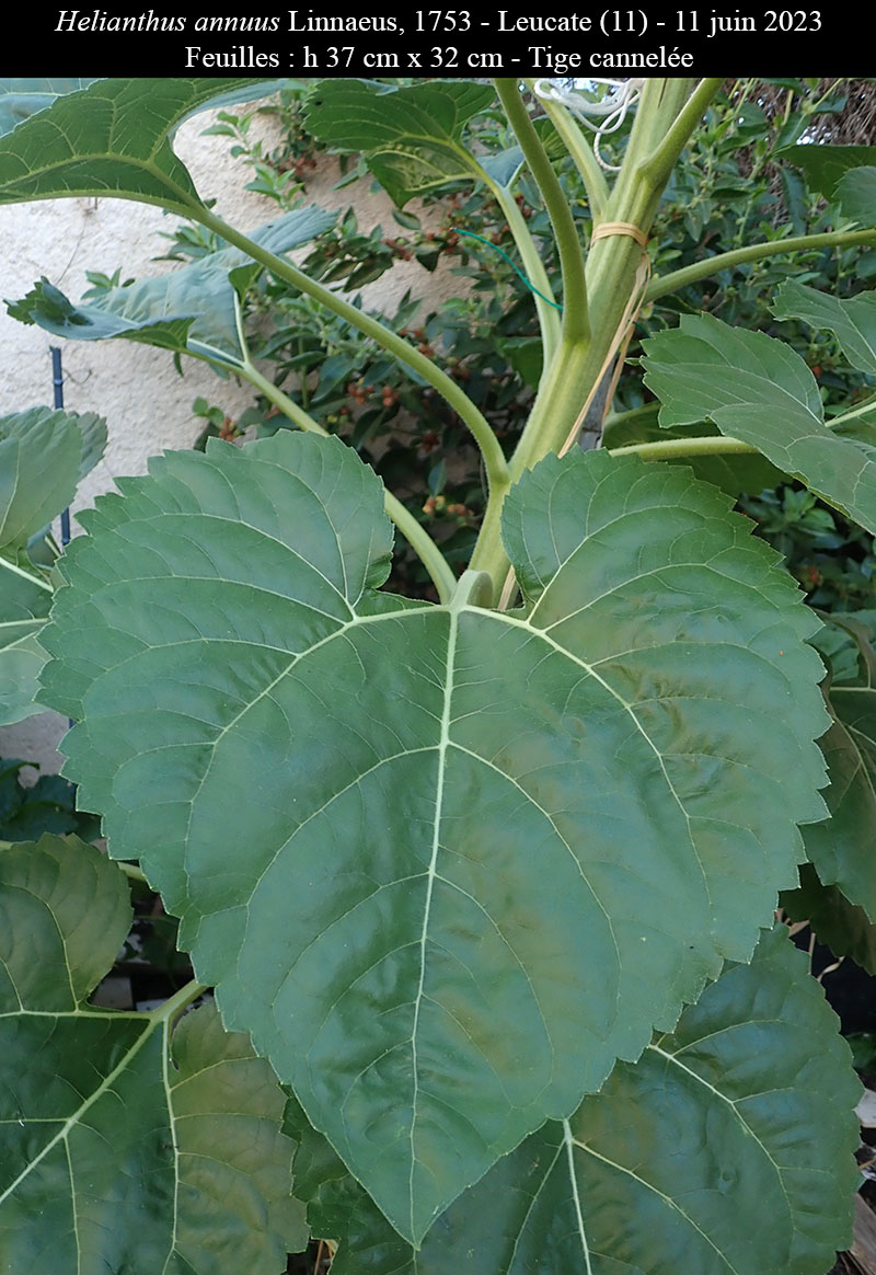 Helianthus annuus #75086