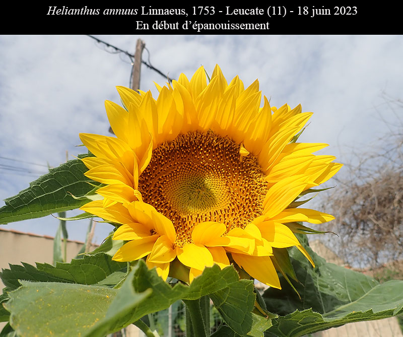 Helianthus annuus #75087