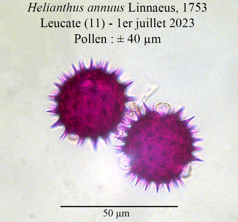 Helianthus annuus #75094