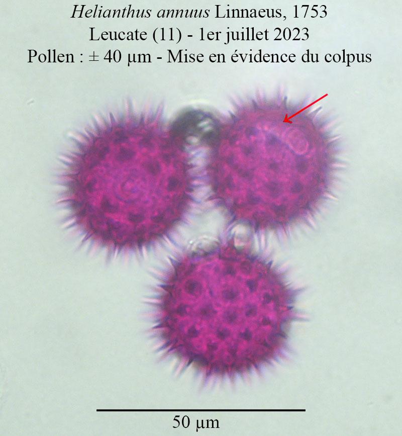 Helianthus annuus #75095
