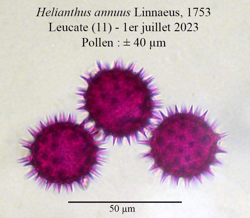 Helianthus annuus #75093