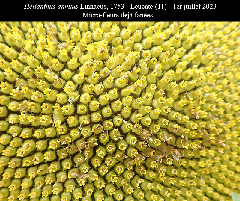 Helianthus annuus #75089