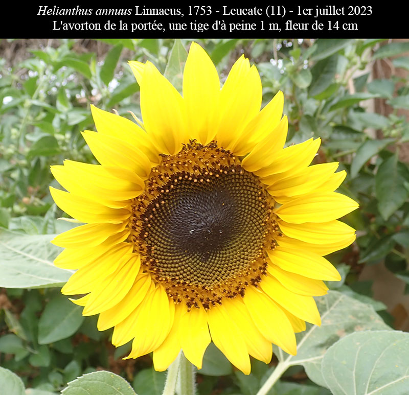 Helianthus annuus #75091