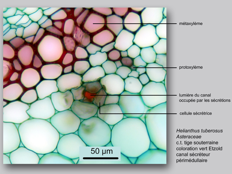 Helianthus tuberosus histologie, histology. #24047