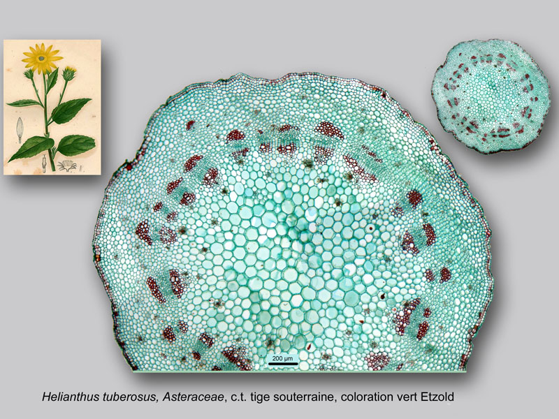 Helianthus tuberosus histologie, histology. #24045