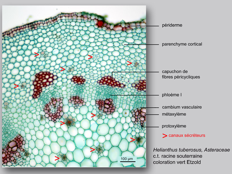 Helianthus tuberosus histologie, histology. #24046