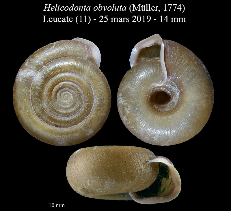 Helicodonta obvoluta #58445