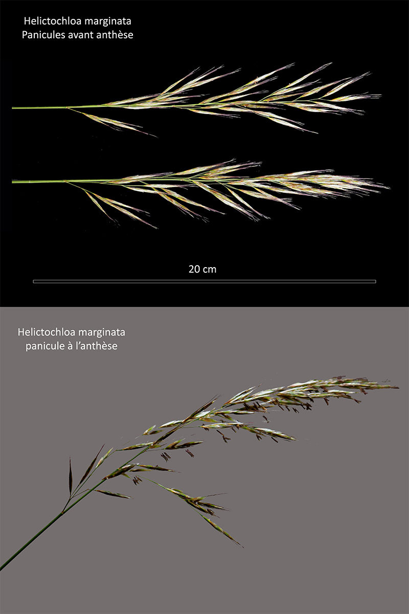 Helictochloa marginata – L’Avoine de Loudun #79122