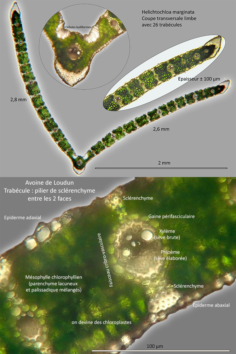 Helictochloa marginata – L’Avoine de Loudun #79123