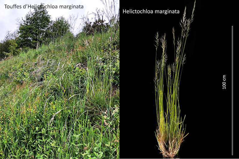 Helictochloa marginata – L’Avoine de Loudun #79121